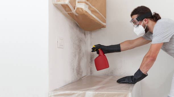 Professional Basement Mold Removal technician working in Babson Park, MA