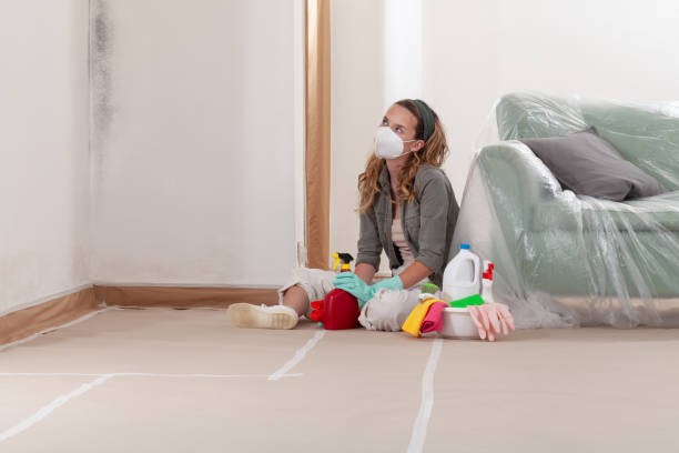 Reliable Basement Mold Removal contractor in Babson Park, MA by WQB Mold Removal
